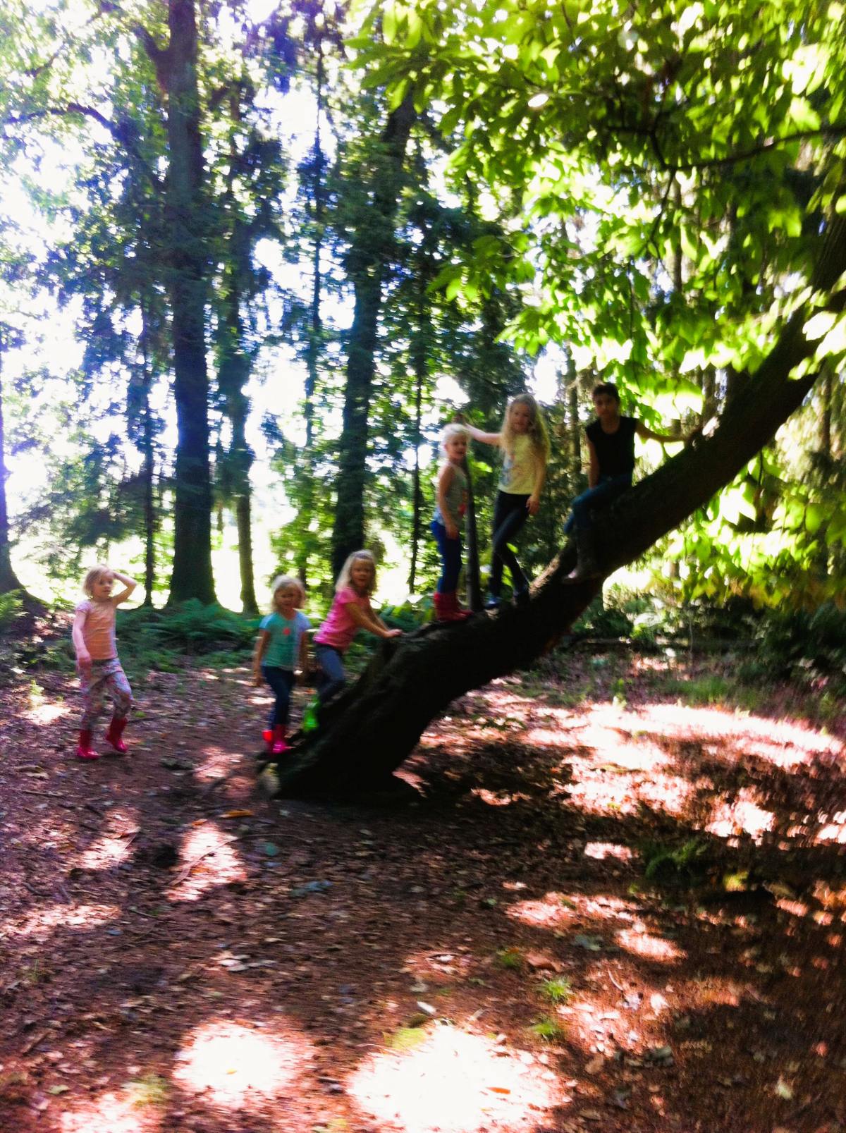 Klimboom in het bos klein