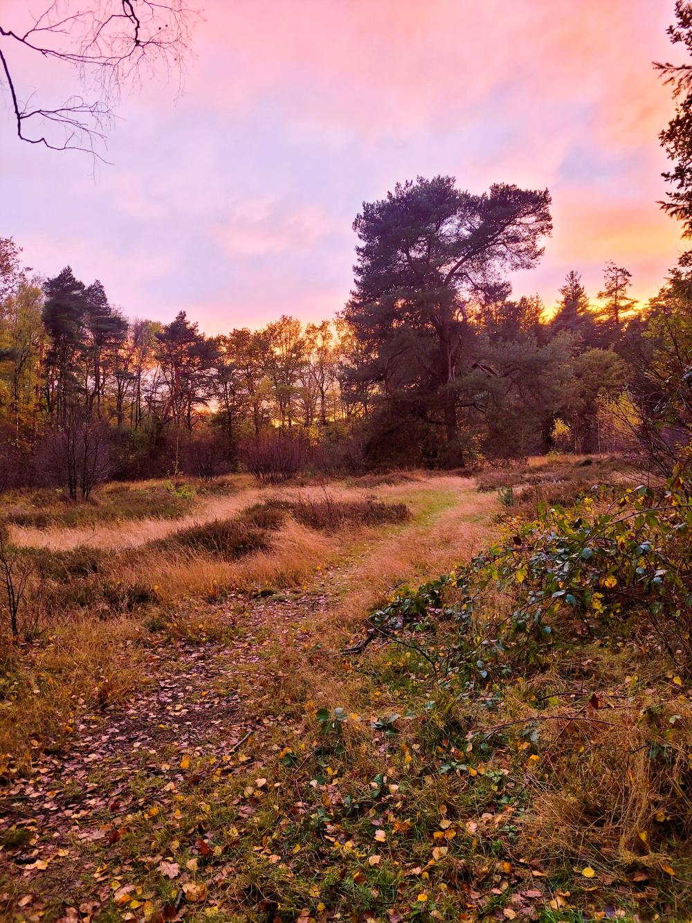 Natuur Erve Punte Twente
