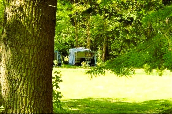 Bosrandplekken op de camping van Erve Punte