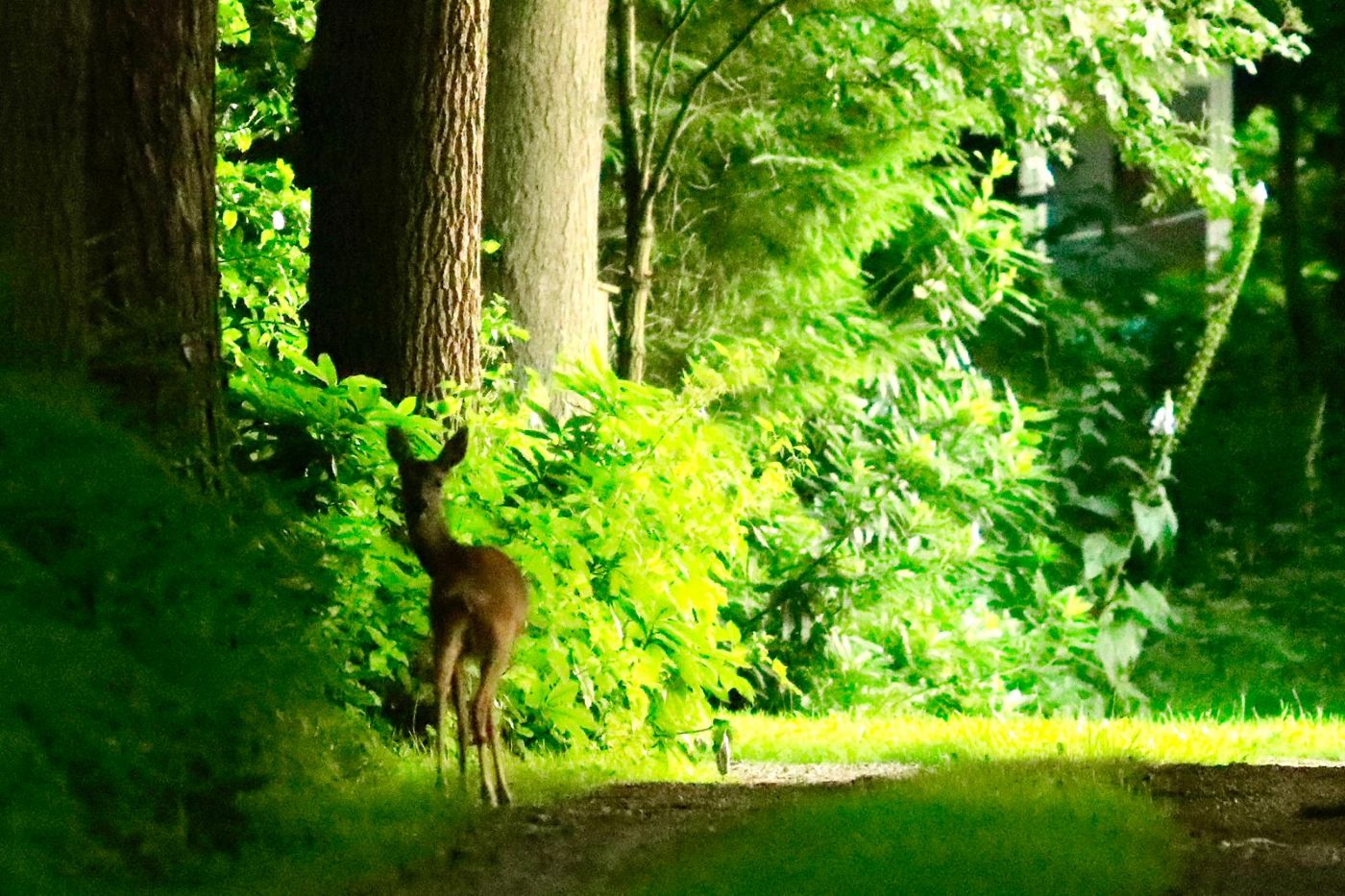 Ree in het bos bij Erve Punte