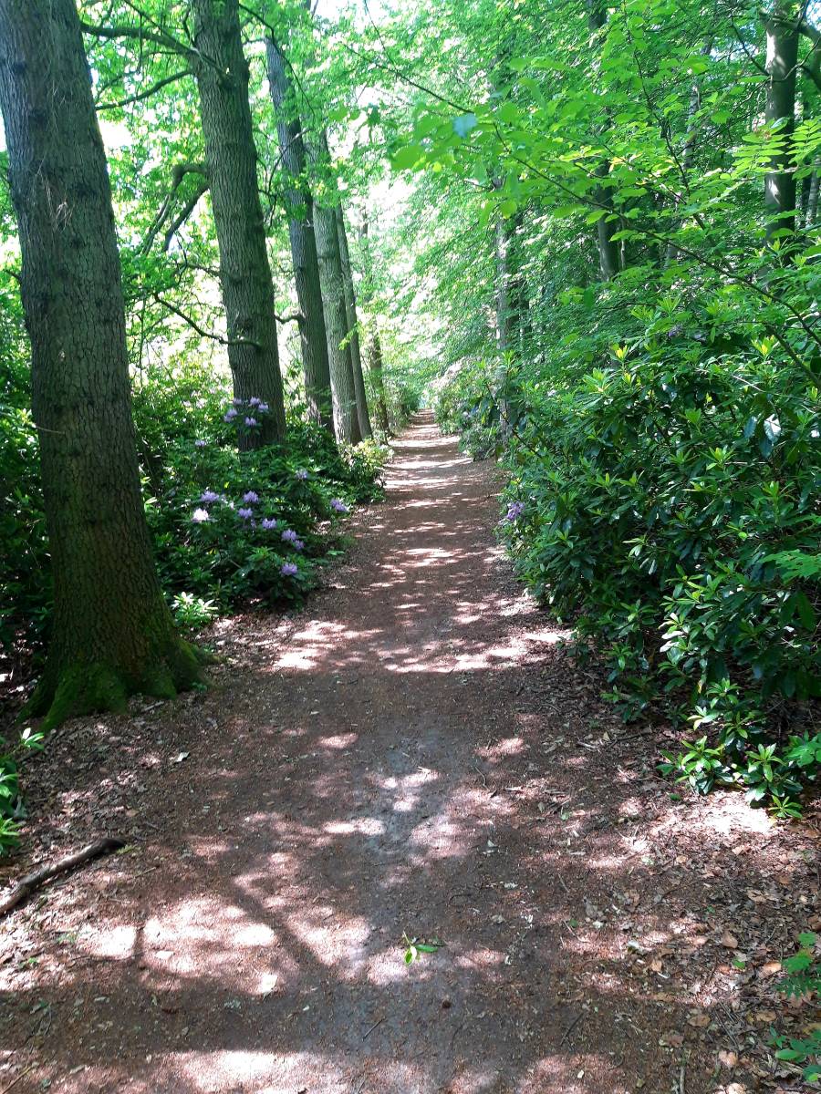 Direct het bos in vanaf Erve Punte